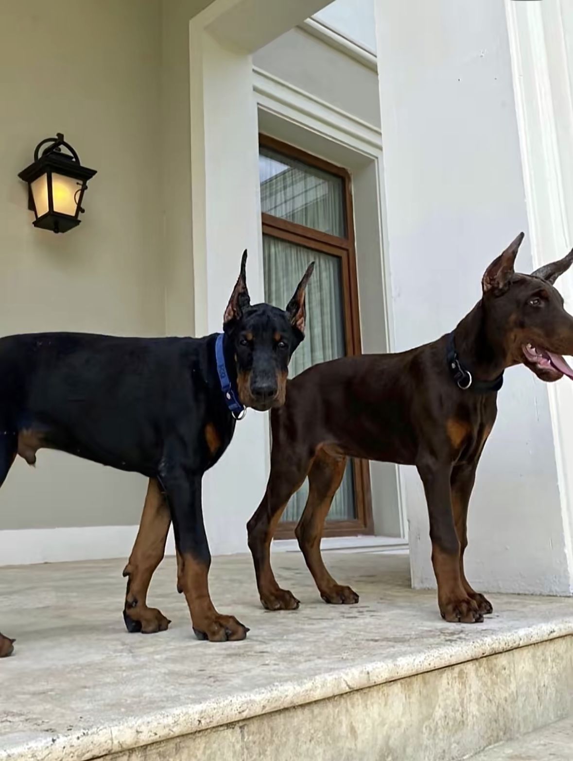 About Cejo Doberman